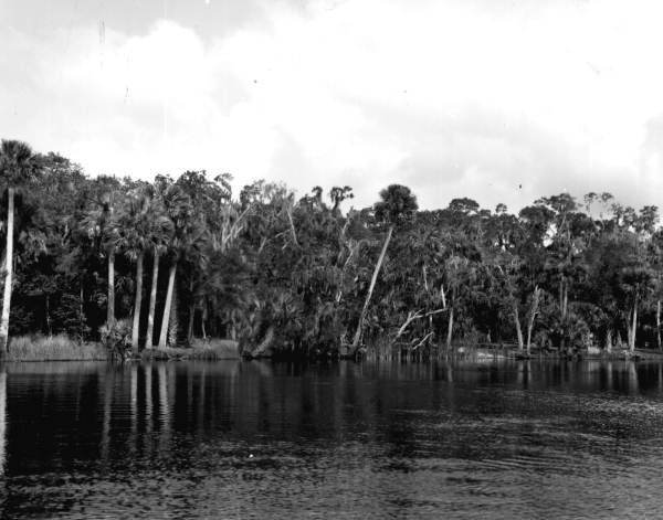 Scenic view of Bulow Plantation Ruins state park - Bunnell, Florida