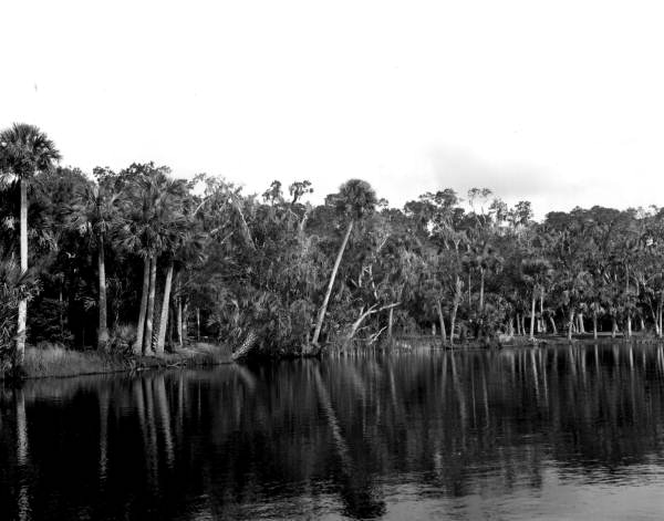 Scenic view of Bulow Plantation Ruins state park - Bunnell, Florida