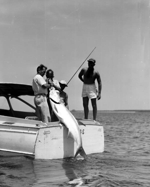 Fishermen pull in a large tarpon at Shark River.