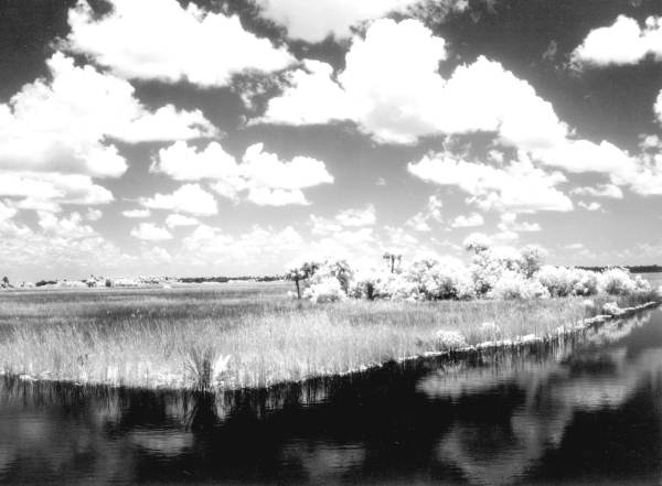 Landscape view of Tamiami Trail - Everglades, Florida.