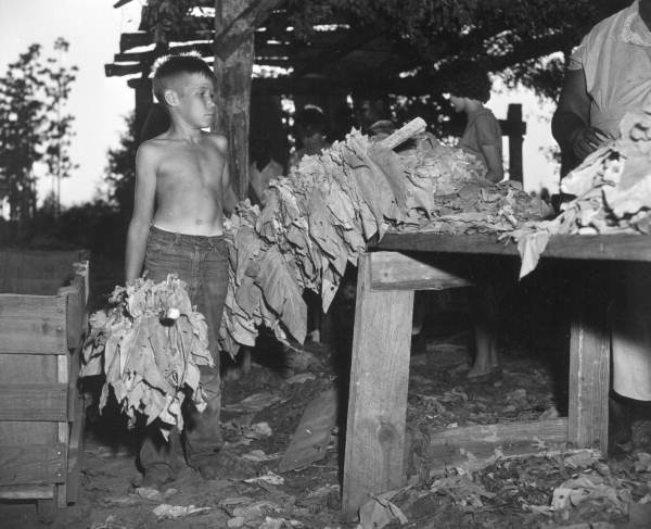 Barney Joe Stephens working on the W.T. Hazel tobacco farm - Branford, Florida.