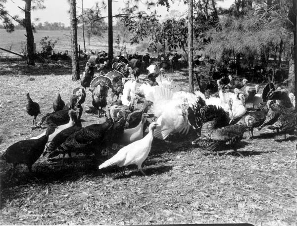 Turkey farm - DeFuniak Springs, Florida