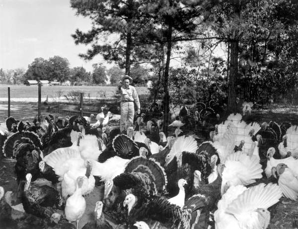 Turkey farm - DeFuniak Springs, Florida