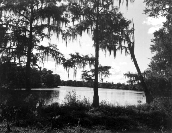 View of the Suwannee River - Fanning Springs, Florida.