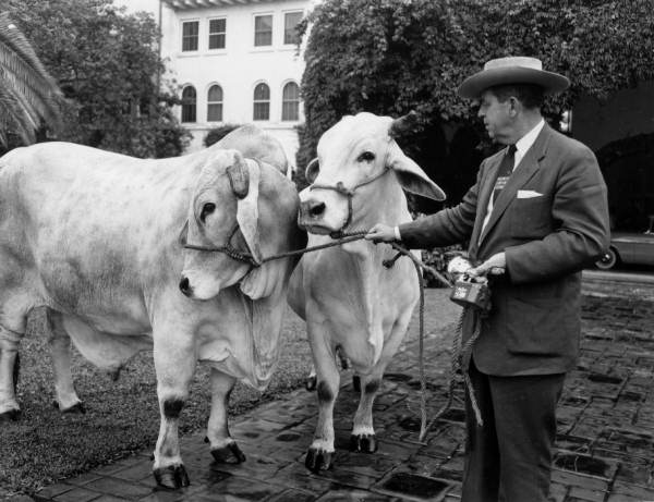 Oklahoma Governor Johnston Murray with two large bulls at the Governors' Conference - Boca Raton, Florida