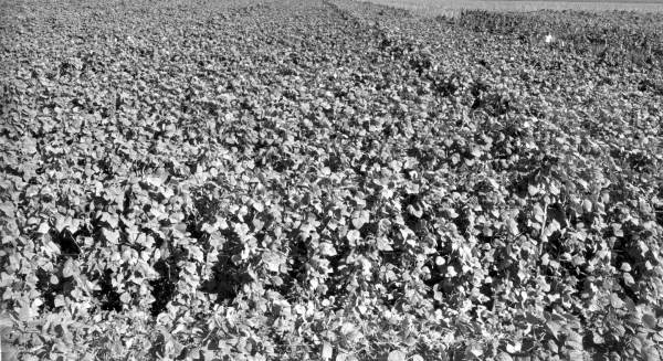 Pole bean field - Homestead, Florida