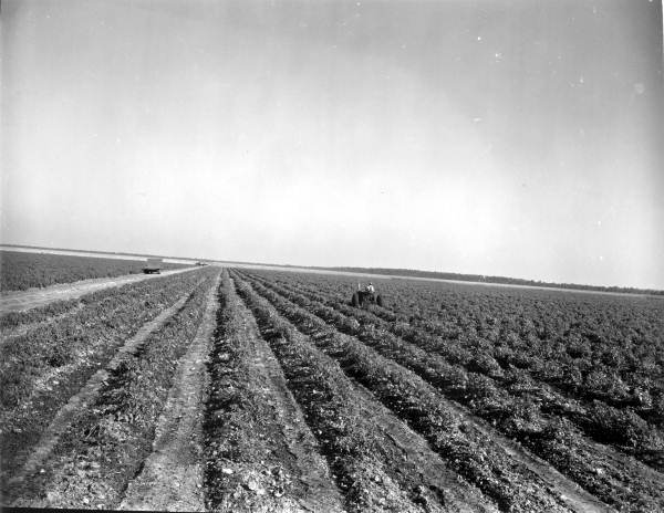 Tomato fields - Homestead, Florida
