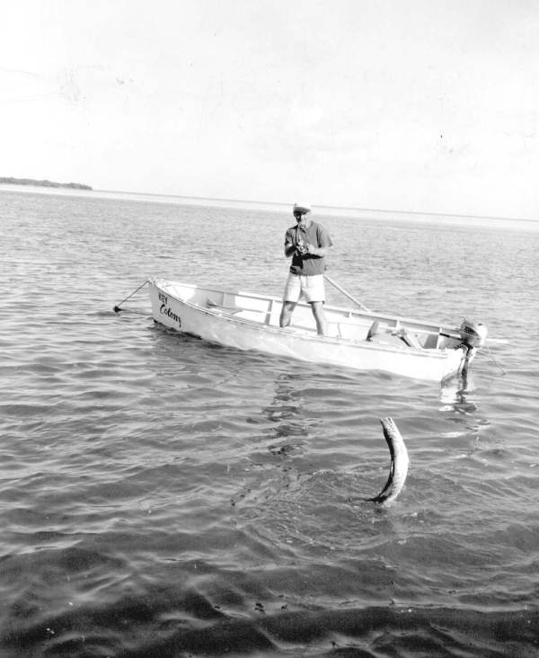 Jim Guy reeling in a barracuda - Marathon, Florida