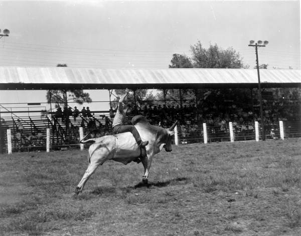 Cowboy rides a bull at the Tupperware Jubilee - Orange County, Florida