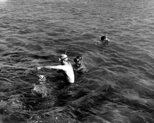 Skin divers spear fishing - Palm Beach, Florida.