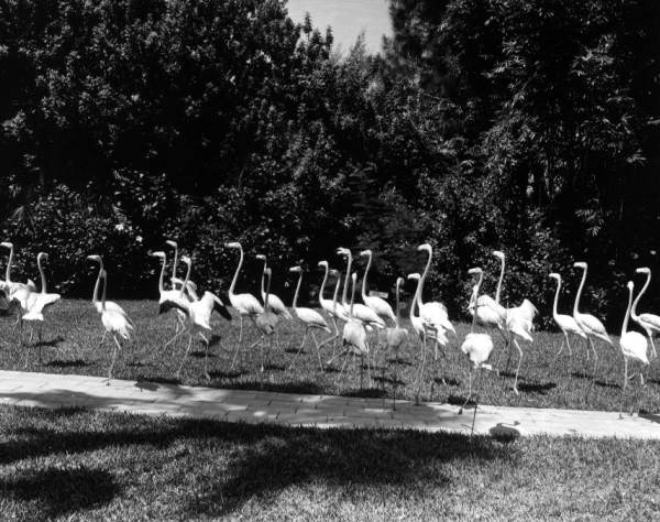 Several flamingos at Sarasota Jungle Gardens - Sarasota, Florida.