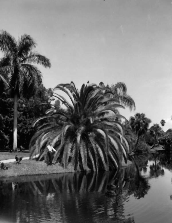Lakeside view of Sarasota Jungle Gardens - Sarasota, Florida.