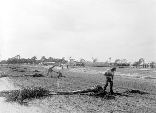 Trees are planted at the Trailer Estates - Sarasota County, Florida