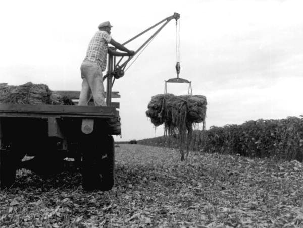 Unidentified employee harvesting Ramie - Belle Glade, Florida .