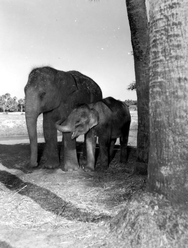 Elephants at Africa USA - Boca Raton, Florida.