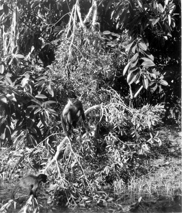 Monkeys at Africa USA - Boca Raton, Florida.