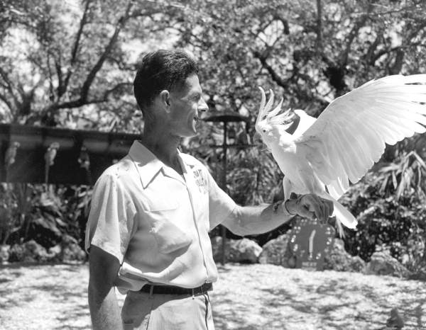 Parrot Jungle employee holds a parrot - Miami, Florida.