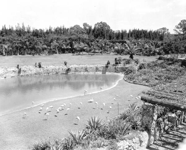 Meandering flamingos at Parrot Jungle - Miami, Florida.