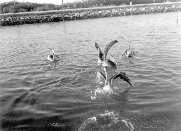 Pelicans at Islamorada