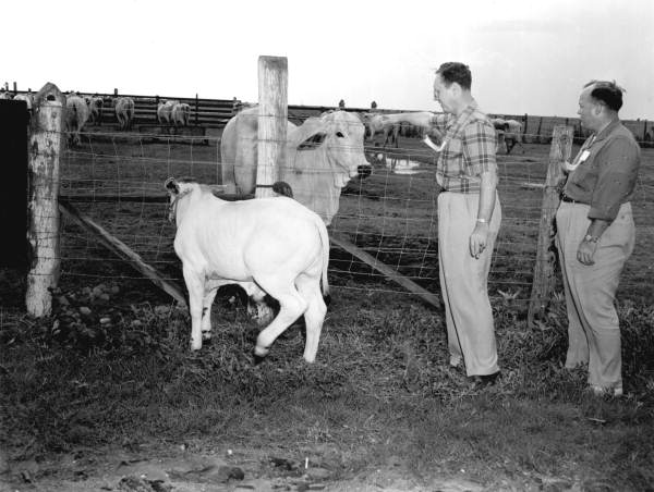 Farm writers inspect cattle near Belle Glade - Belle Glade Region, Florida