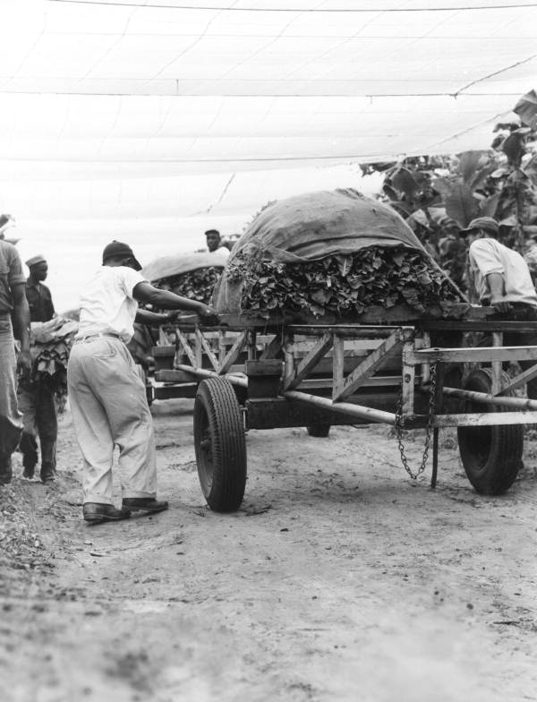 Willie Richardson gathering the tobacco leaves with other workers - Havana, Florida.