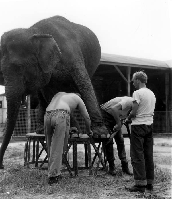 Men with circus elephant - Venice, Florida