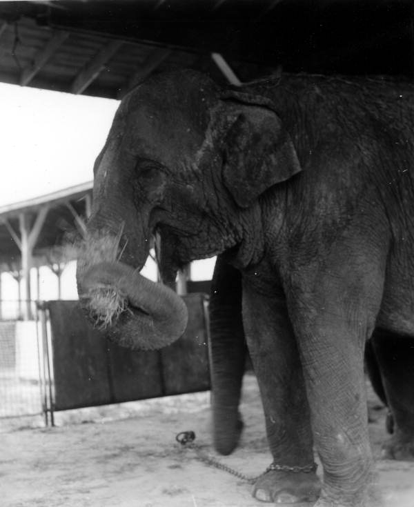 Older circus elephant eating hay- Sarasota, Florida