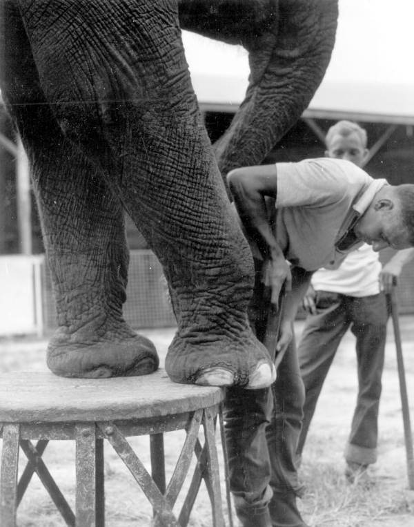 Elephant getting a pedicure at the Ringling Museum of the Circus - Sarasota, Florida