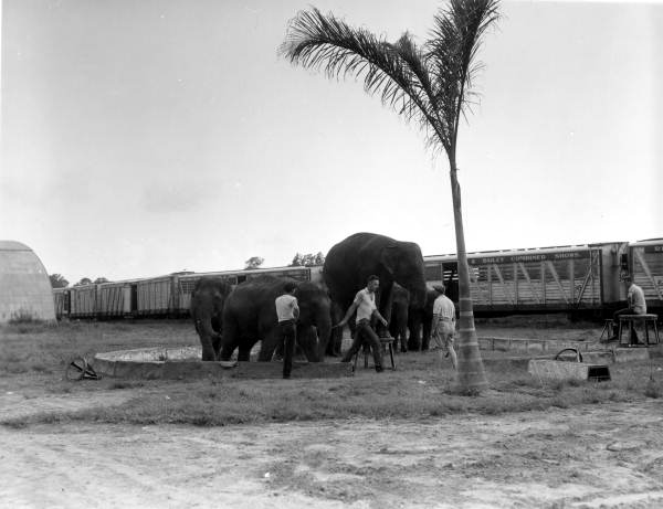 Circus elephants- Sarasota, Florida