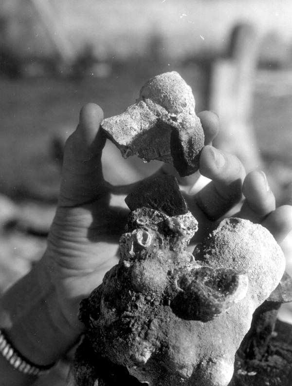 A piece of eight in coralline encrustation on display at McKee's Museum of Sunken Treasure - Plantation Key, Florida