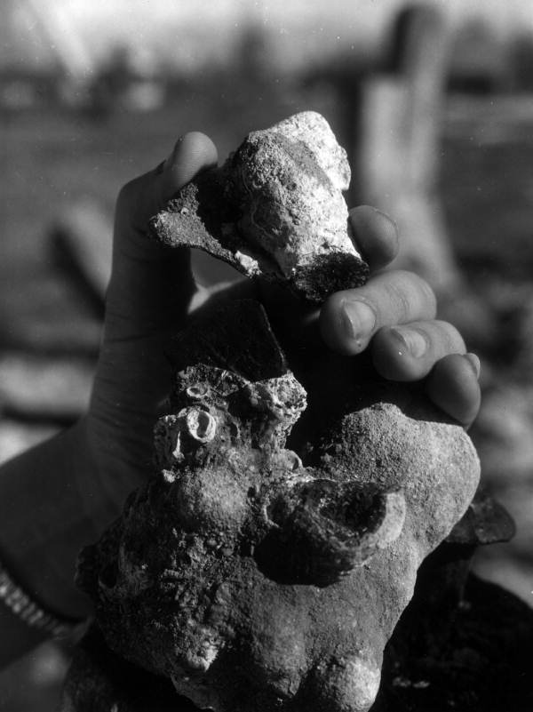 A piece of eight in coralline encrustation on display at McKee's Museum of Sunken Treasure - Plantation Key, Florida