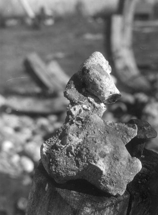 A hunk of coralline encrustation displayed at McKee's Museum of Sunken Treasure - Plantation Key, Florida