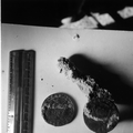 Spanish dollars on display at McKee's Museum of Sunken Treasure - Plantation Key, Florida