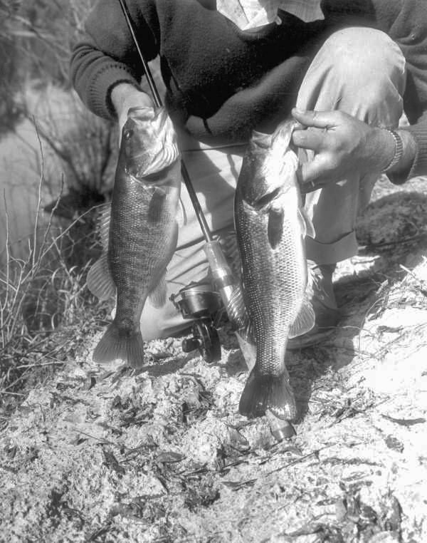 Two freshly caught chipola bass - Marianna Region, Florida