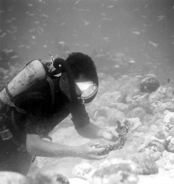 Diver explores wreck of a Spanish galleon Capitana, El Rubi Segundo - Plantation Key, Florida .