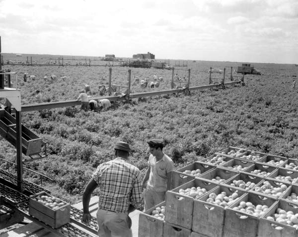 Harvesting tomatoes using conveyor belts - Princeton, Florida