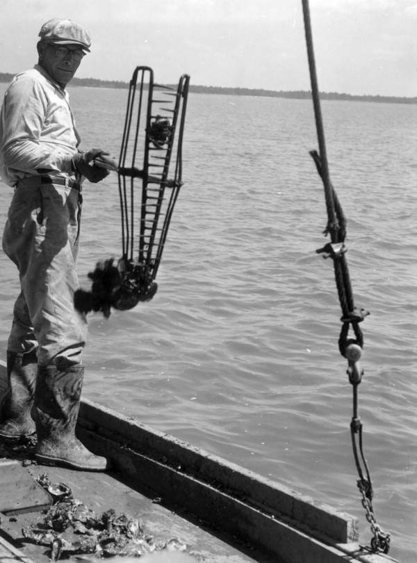 Oysterman with oystercatcher - Apalachicola, Florida