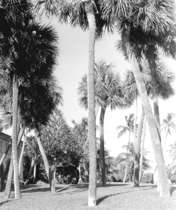 Several palm trees on the grounds of a Maurice Fatio designed home - Palm Beach, Florida.
