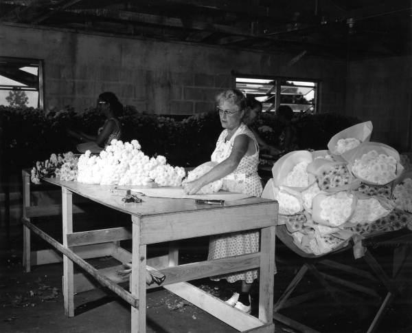 Employees packing chrysanthemums for shipping - Cortez, Florida .