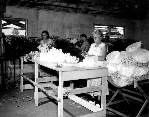 Women with bouquets of chrysanthemums - Cortez, Florida .