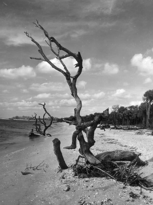 View of driftwood on the shore - Casey Key, Florida