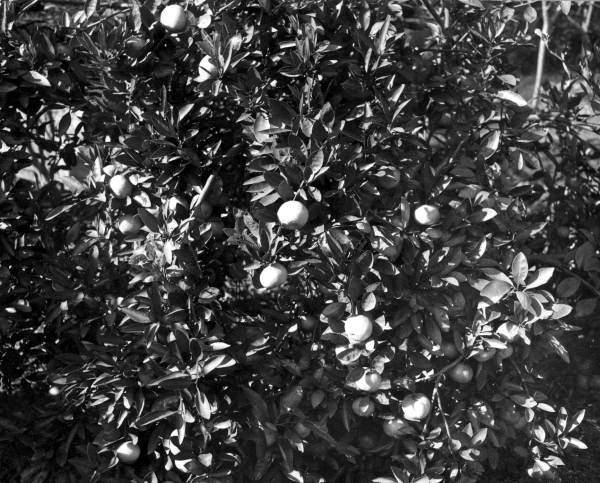 A satsuma orange tree and fruit - Tallahassee, Florida