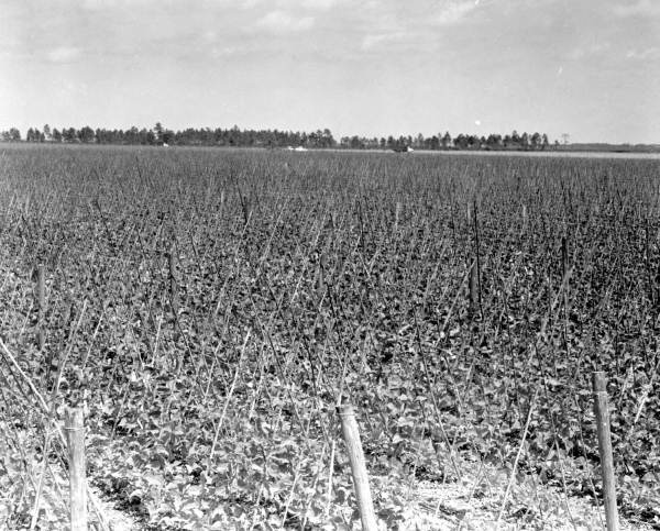 Pole bean field - Homestead, Florida