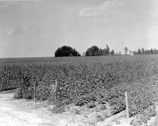 Pole bean field - Homestead, Florida