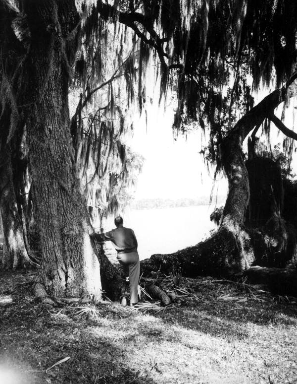 Unidentified man stands among the cypress - Winter Park, Florida .