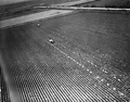 Aerial view of cabbage patch near Lake Okeechobee - Palm Beach County, Florida.