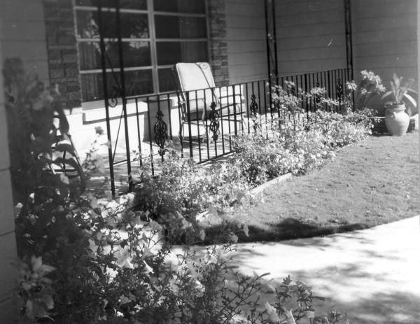 Petunias and other plants in bloom in front of a house - Orlando, Florida.