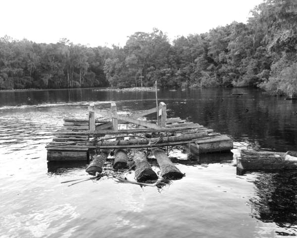 Raft of logs on the Suwannee River - Florida.