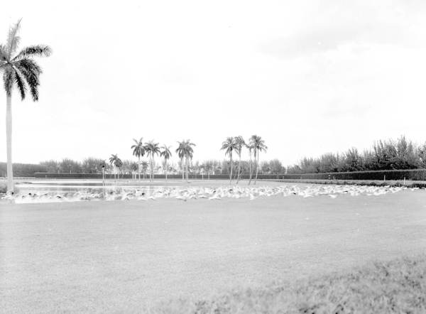 Flamingos at the Hialeah racetrack