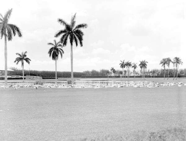 Flamingos at the Hialeah racetrack